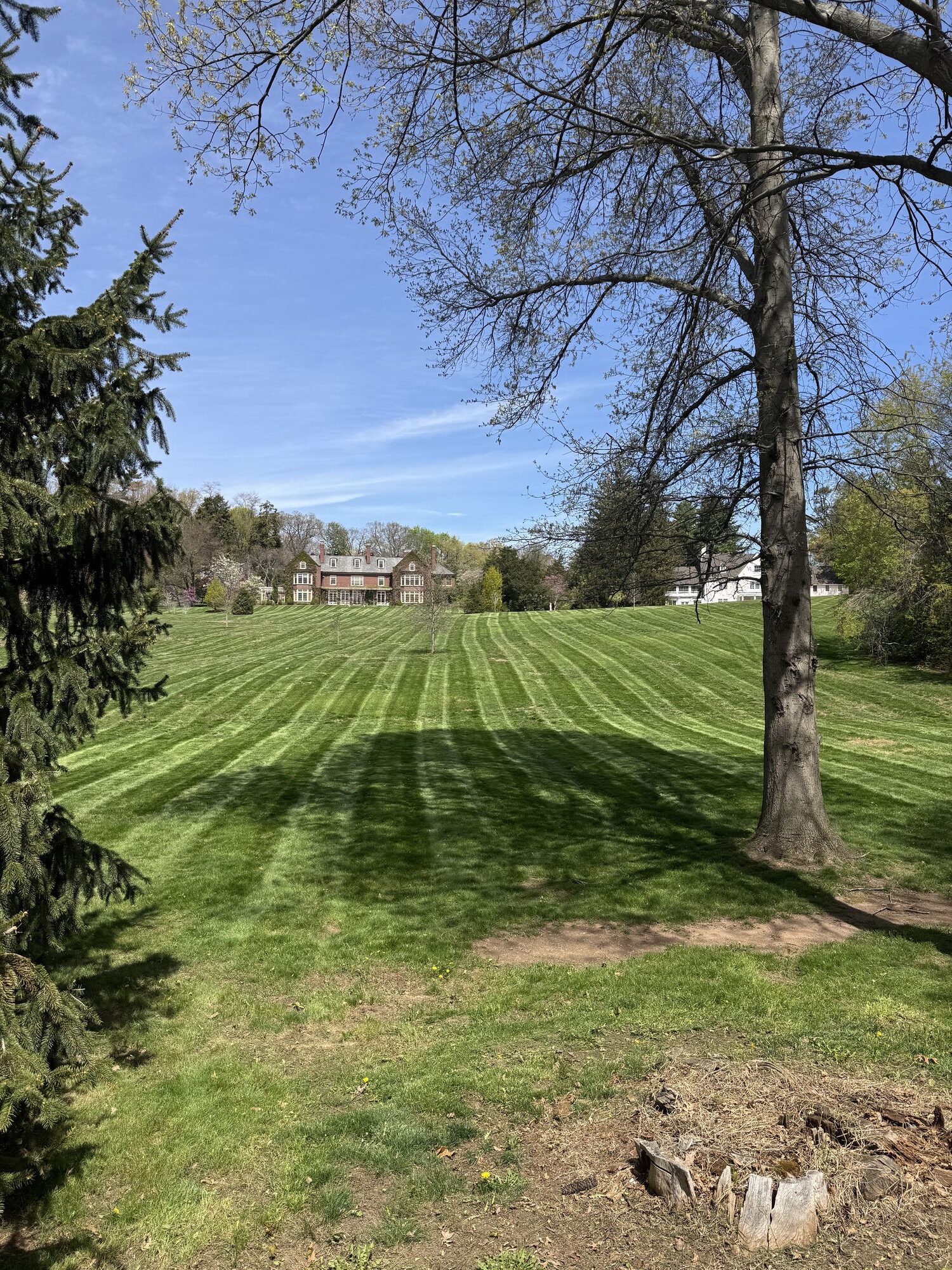Freshly striped lawn on a large property after grading and restoration work