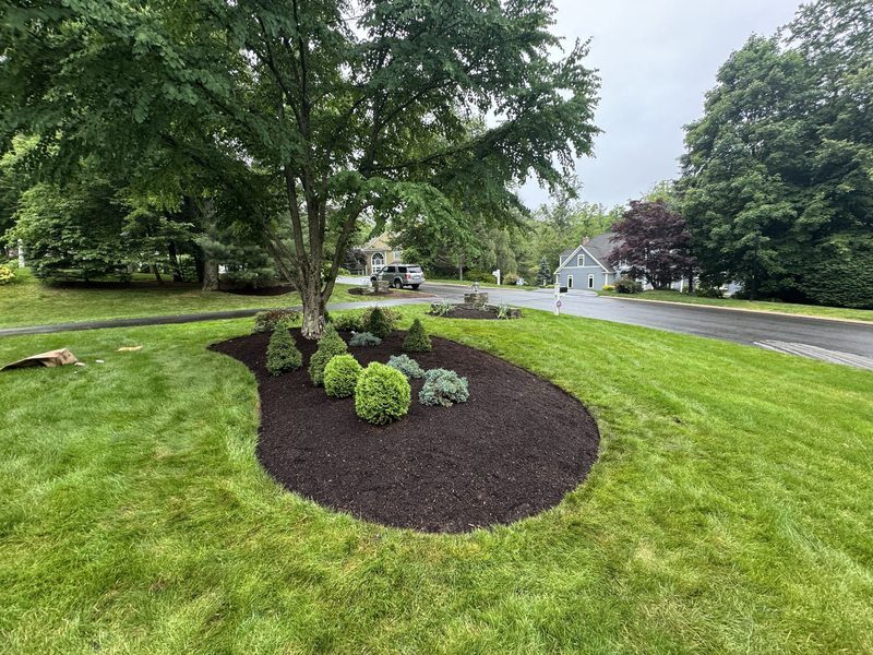 Newly mulched planting bed with fresh edging around a shade tree